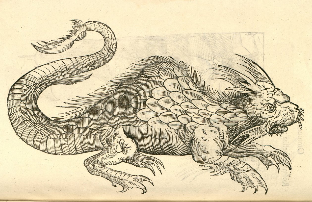 Orobonis Piscis肖像的插图来自Aldrovandis的怪物历史，1642年 作者 意大利学校