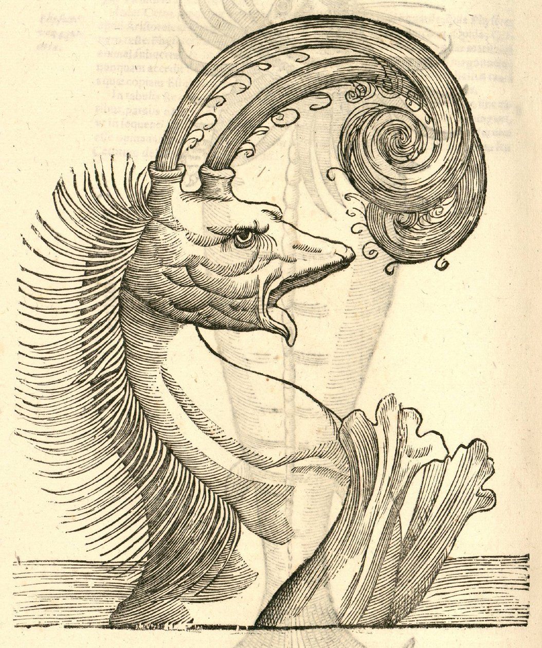Poluteophyseter的例证来自Aldrovandis Monsters，1642 作者 意大利学校