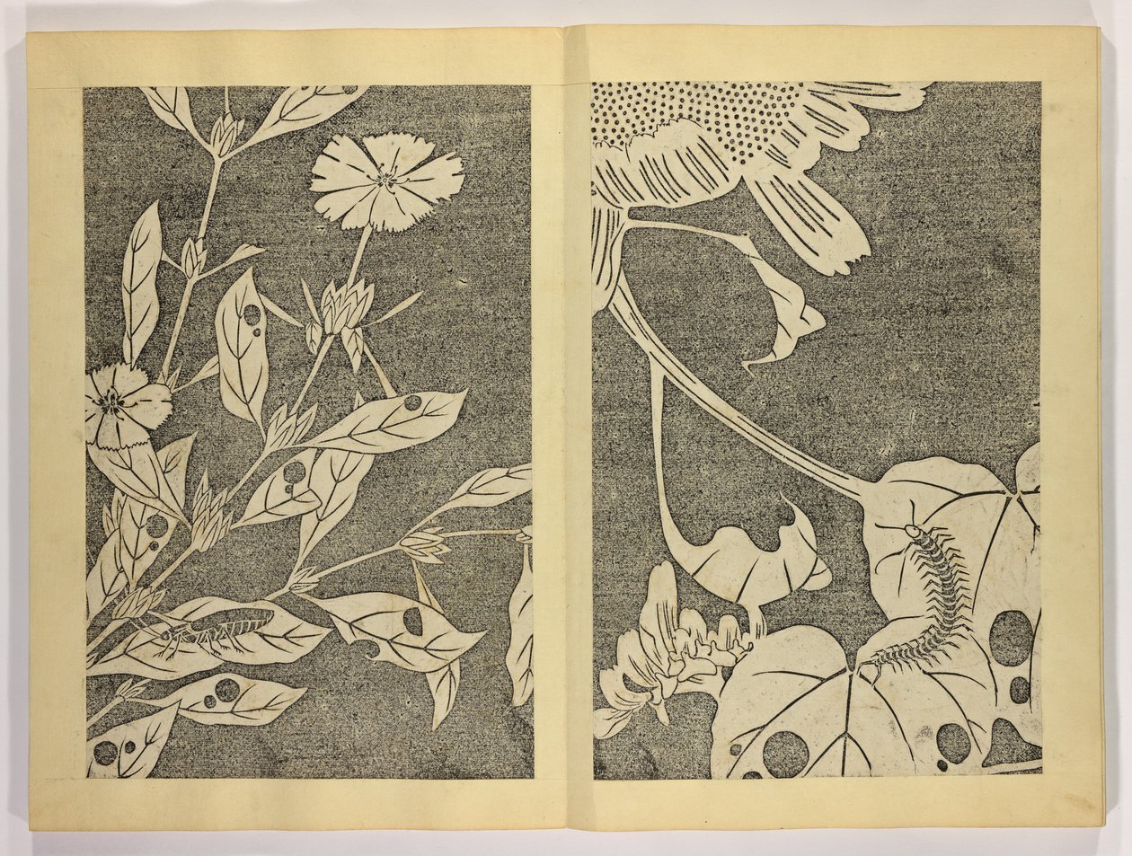 Jakuch？ gaj？，c.1910（woodblock print） 作者 伊藤attr。去Jakuchu