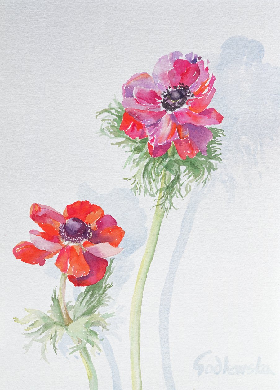 Anemone，1998（wc on paper）（见124451） 作者 伊莎贝拉·戈德卢斯卡·德·阿兰达