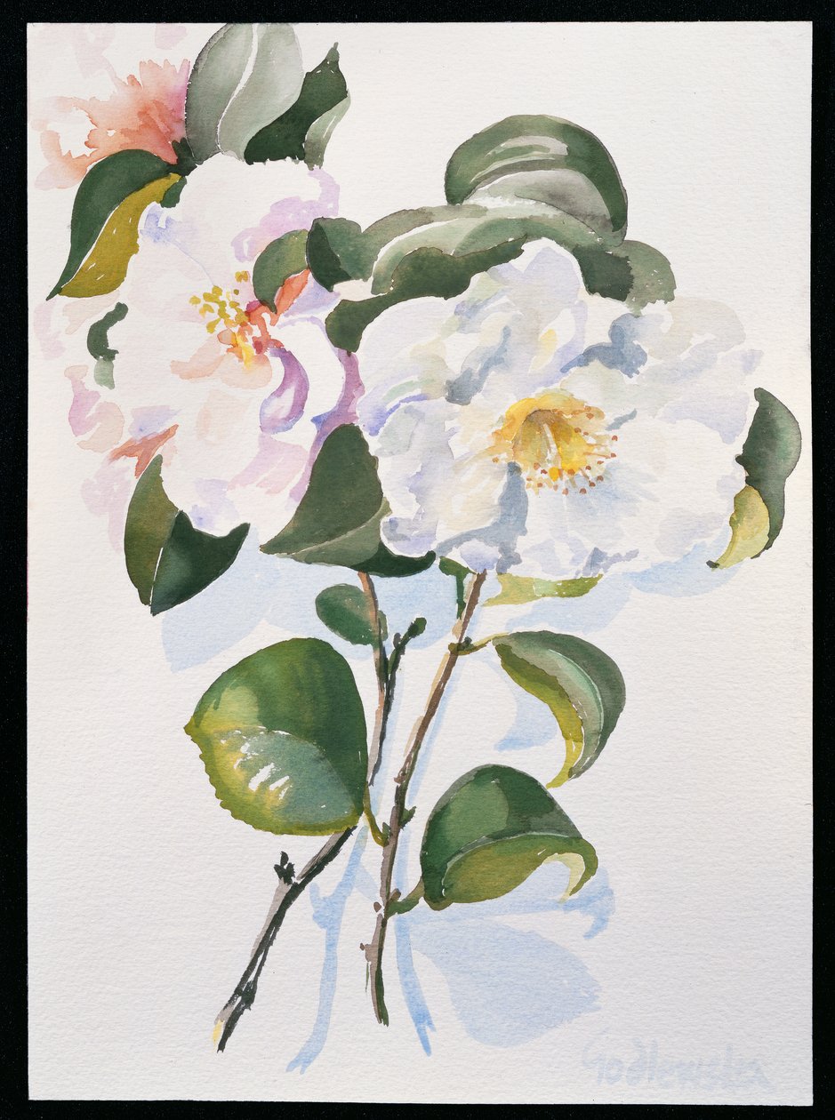 Camelia，1998年（纸上谈生） 作者 伊莎贝拉·戈德卢斯卡·德·阿兰达