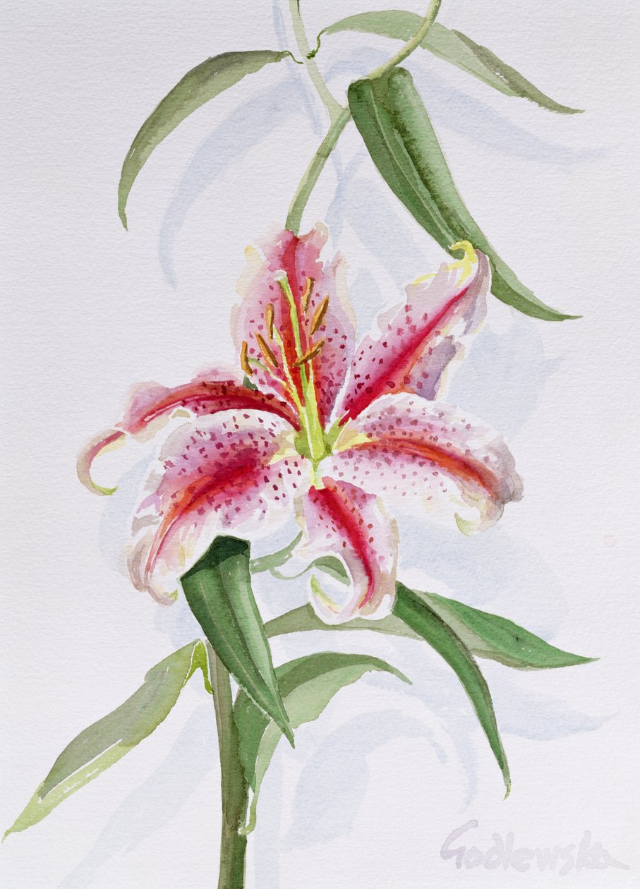 Lily，1998（wc on paper）（另见124443和124445） 作者 伊莎贝拉·戈德卢斯卡·德·阿兰达