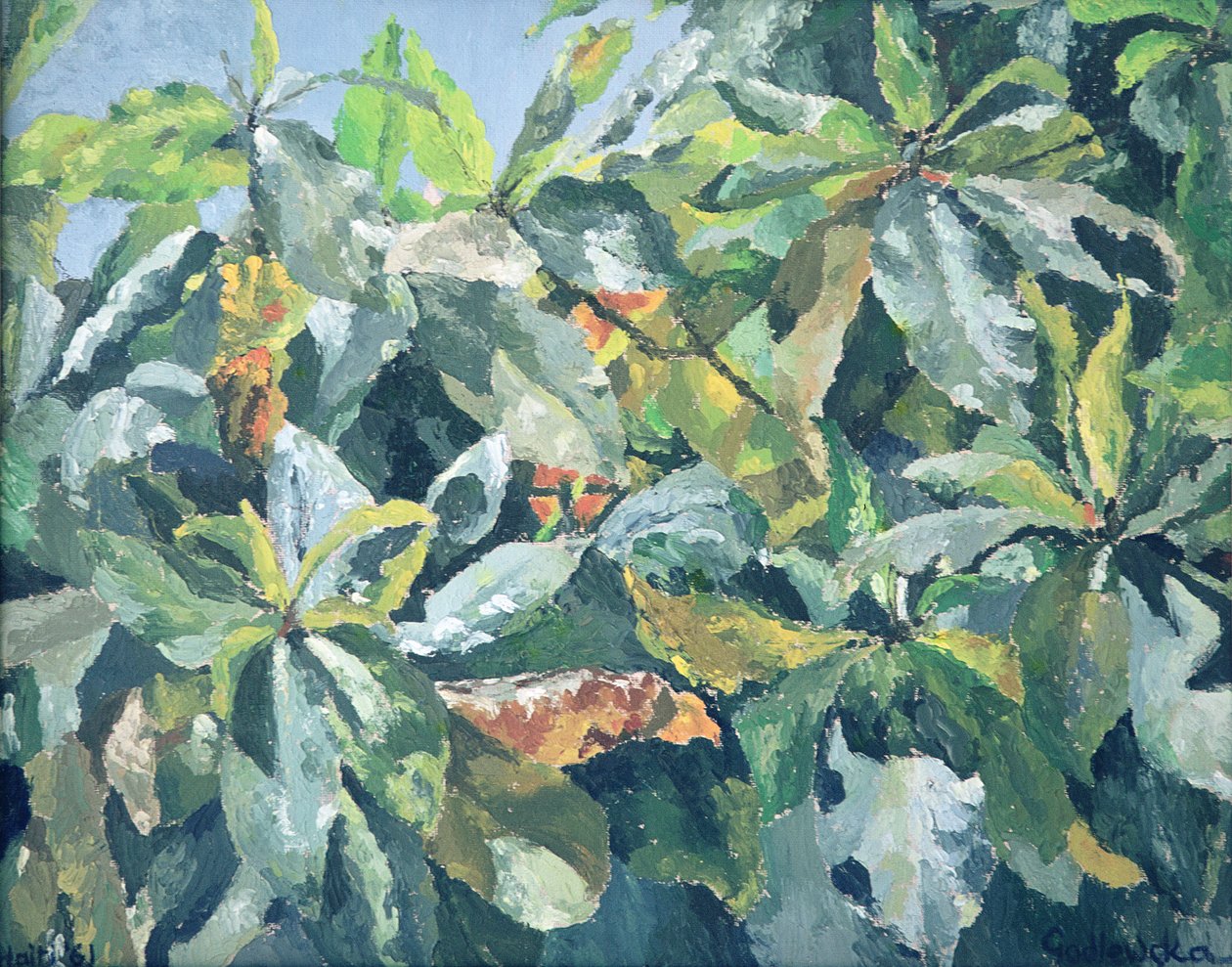 植物，1961年 作者 伊莎贝拉·戈德卢斯卡·德·阿兰达