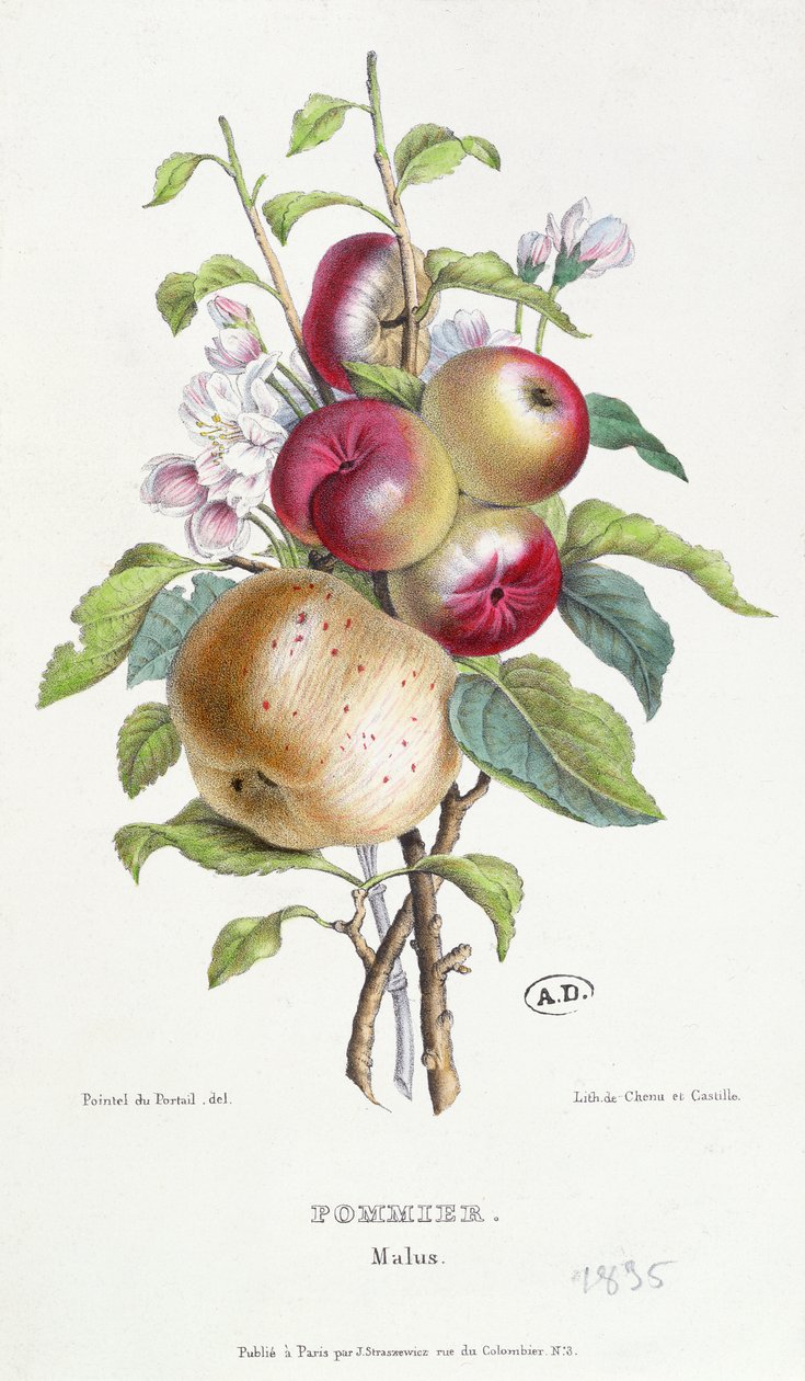Apple Tree（Malus），c.1835 作者 JB Pointel du Portail