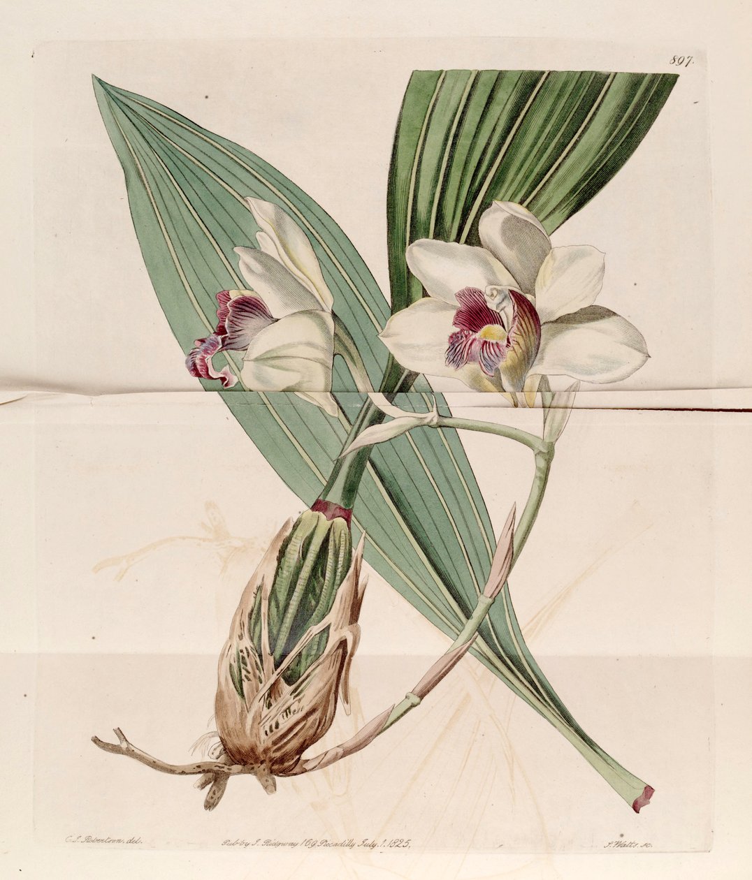 Bifrenaria harrisoniae的例证（作为syn.Maxillaria harrisoniae） 作者 罗伯逊（JC Robertson）
