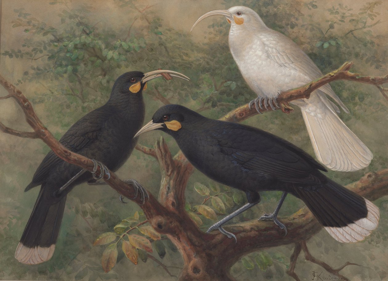 三Hu（Heteralocha acutirostris） 作者 吉格·库勒曼斯