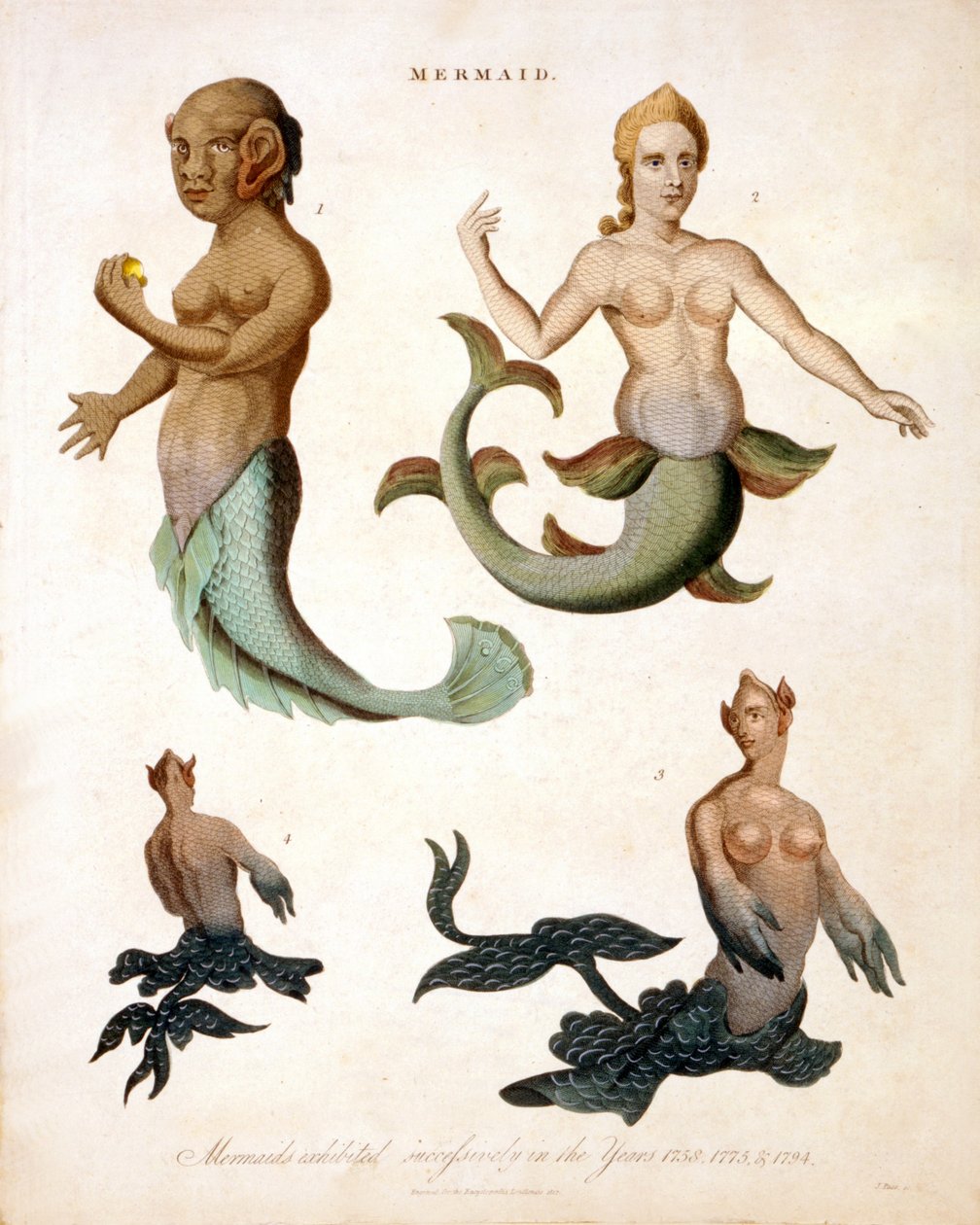 美人鱼，来自Encyclopaedia Londinensis，1817年彩色雕刻 作者 J.帕斯