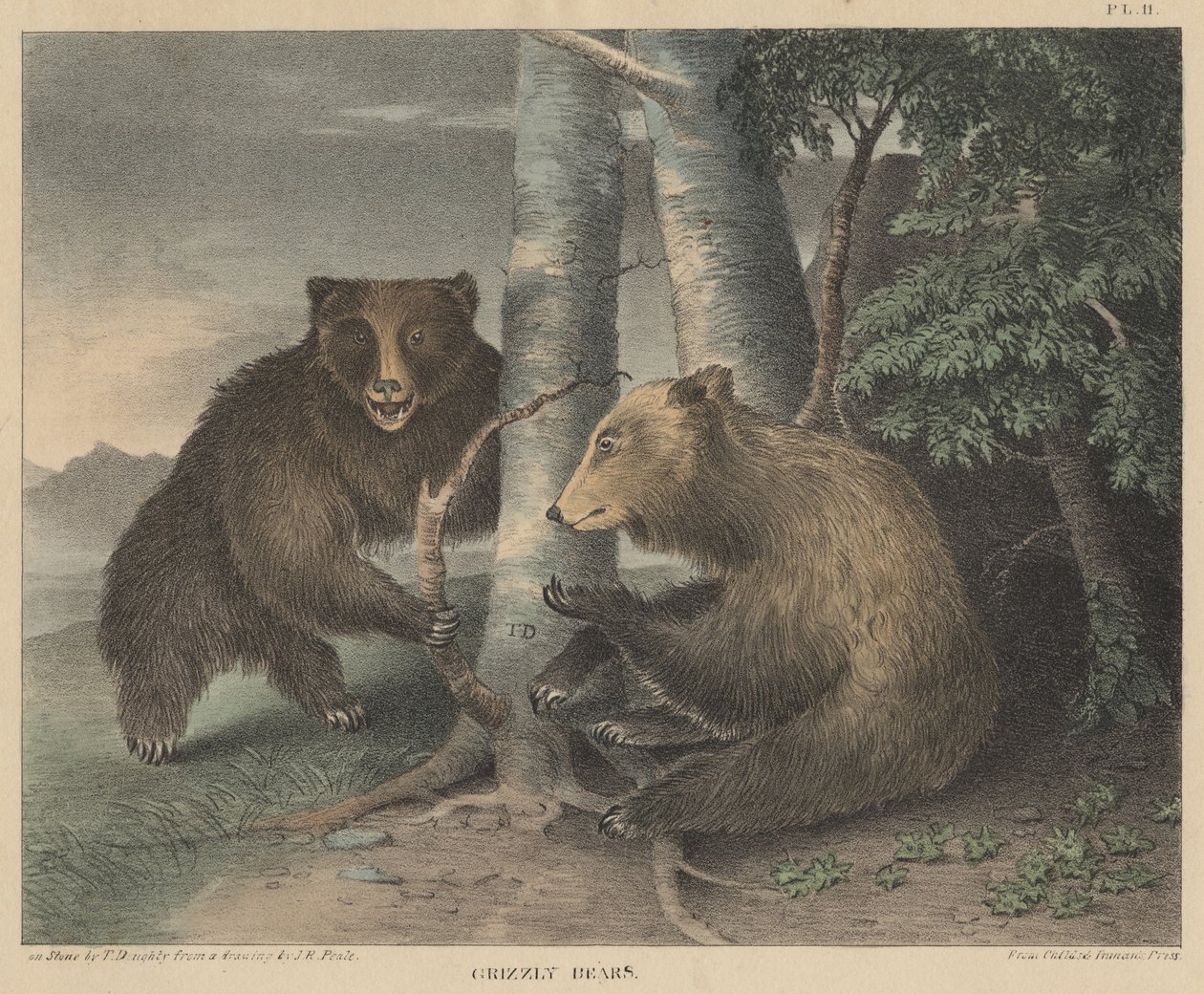 由Doughtys自然历史和美国乡村体育内阁于1830年由Thomas Doughty雕刻的Grizzly Bears 作者 JR Peale