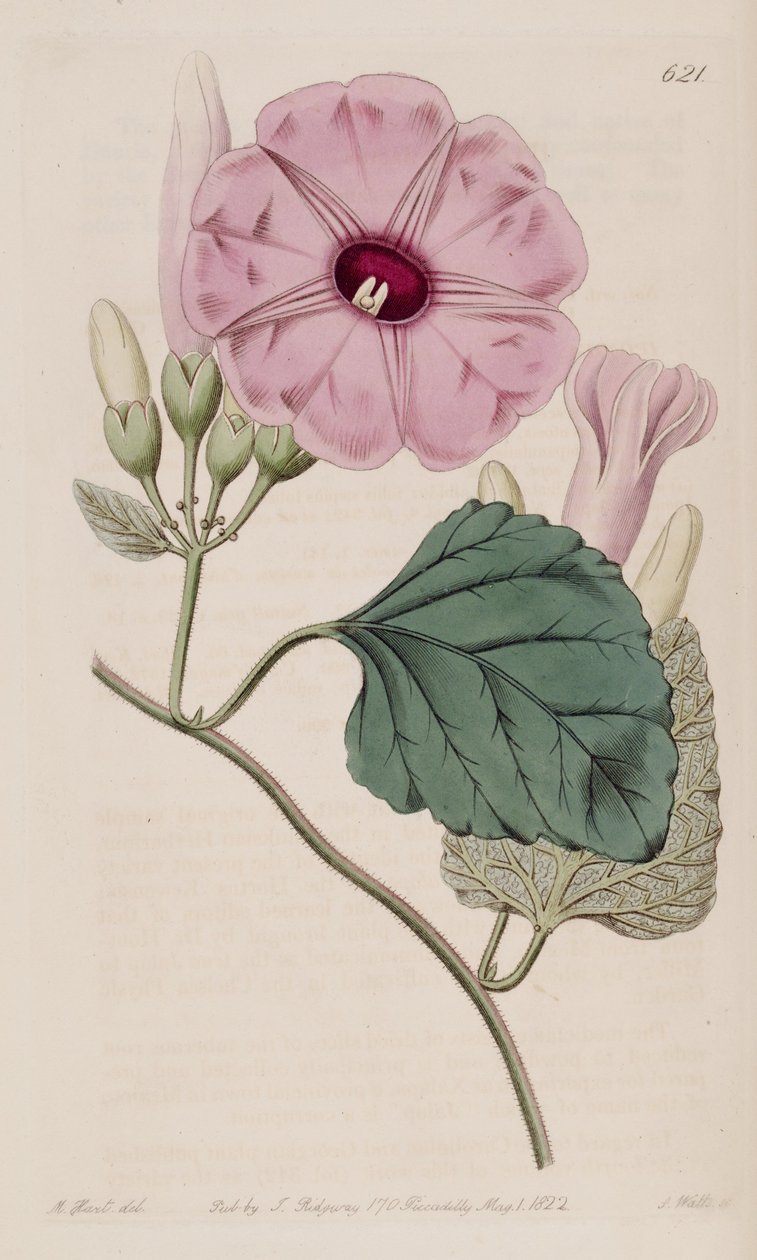 Ipomoea jalapa 作者 西姆斯