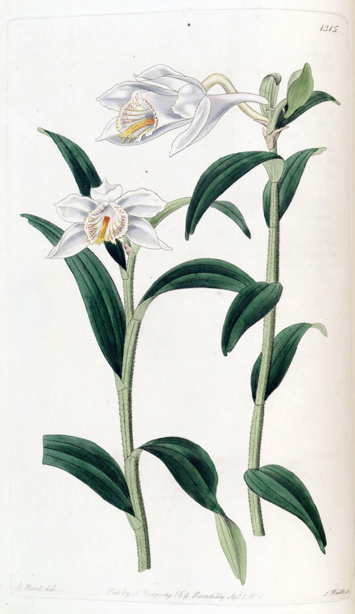 石斛Dendrobium longicornu 作者 J. 瓦茨