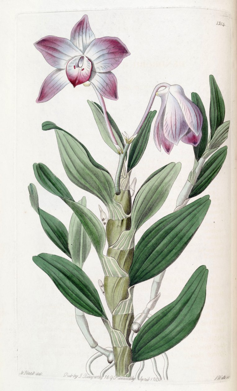 石斛（Dendrobium moniliforme） 作者 J. 瓦茨