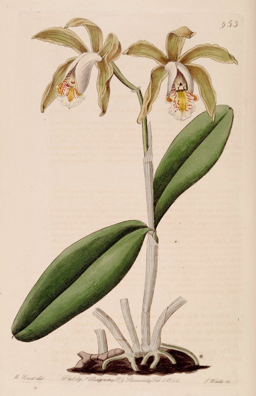 Cattleya forbesii的例证 作者 J. 瓦茨
