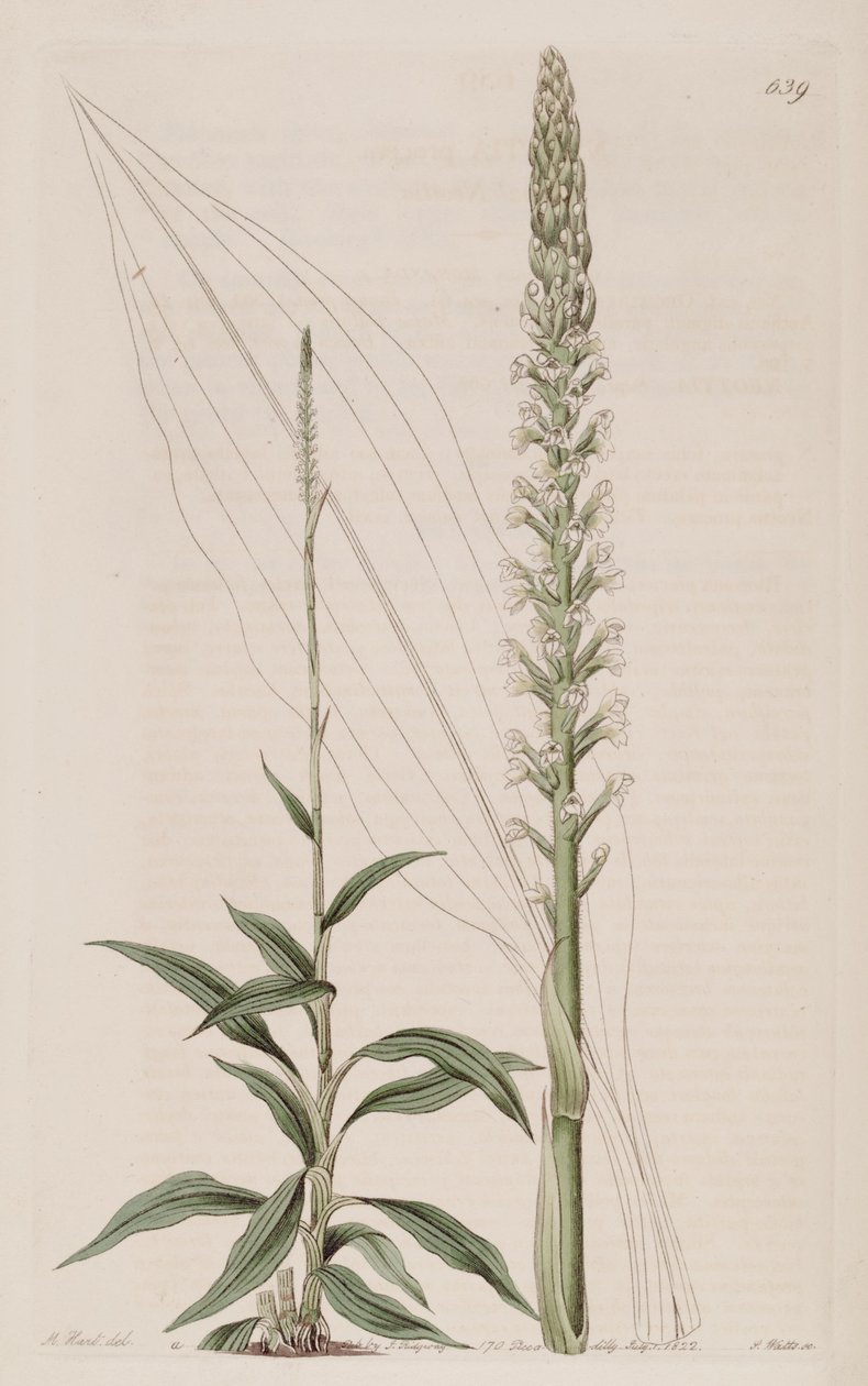 Goodyera procera的插图（作为syn.Neottia procera） 作者 J. 瓦茨