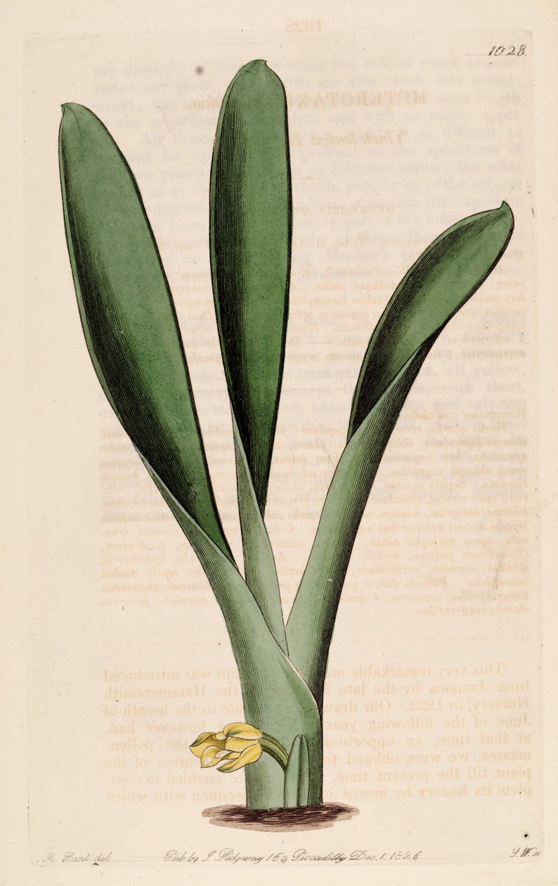 Heterotaxis sessilis的插图（作为syn.Heterotaxis crassifolia） 作者 J. 瓦茨