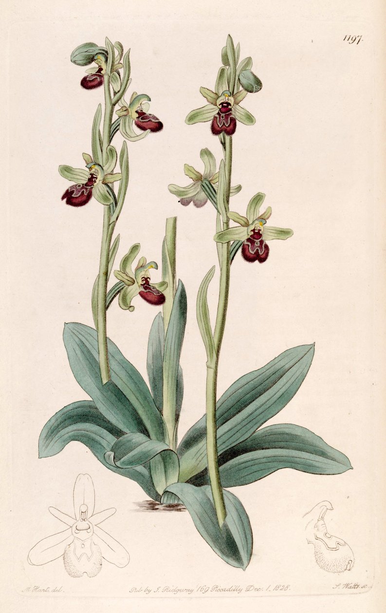 Ophrys sphegodes的插图（作为syn.Ophrys aranifera，拼写拼写出来） 作者 J. 瓦茨