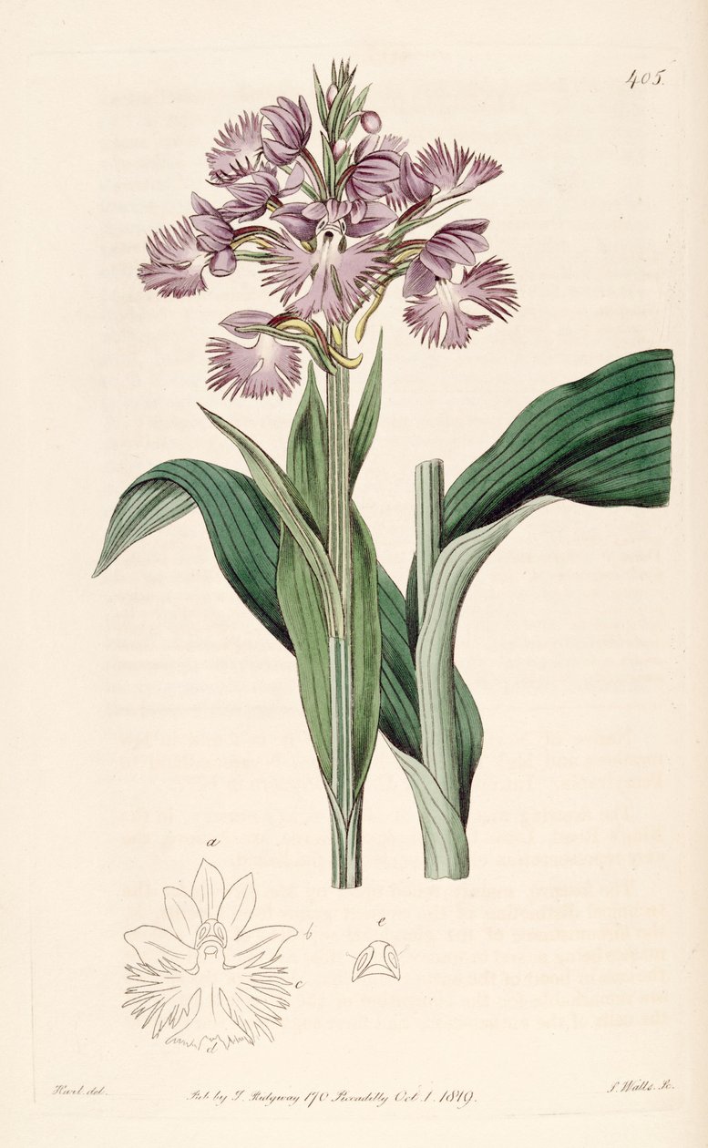 Platanthera grandiflora的插图（作为syn.Habenaria fimbriata） 作者 J. 瓦茨