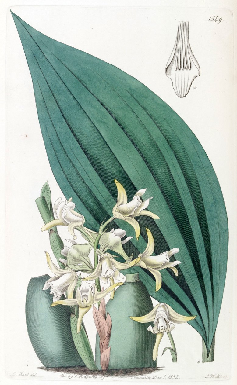Maxillaria palmifolia（作为syn.Maxillaria decolor） 作者 J. 瓦茨