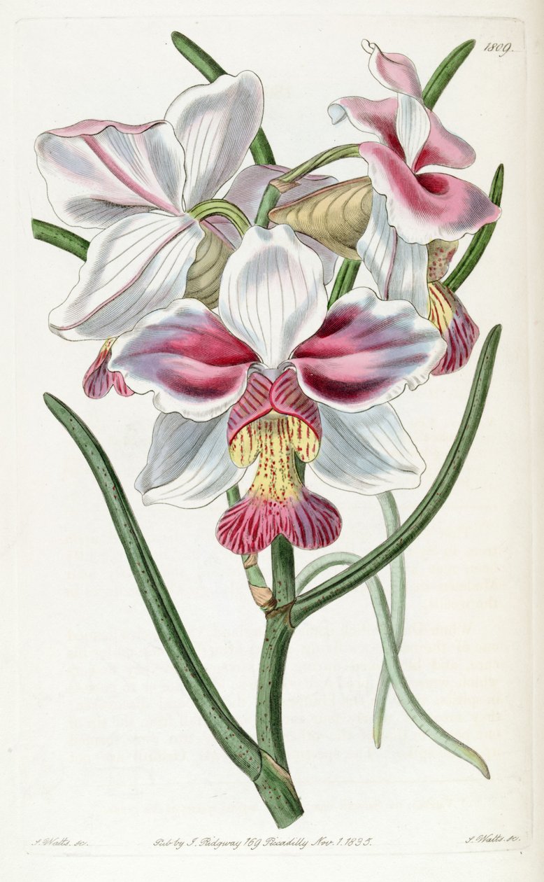 Papilionanthe teres（同义词Vanda teres） 作者 J. 瓦茨