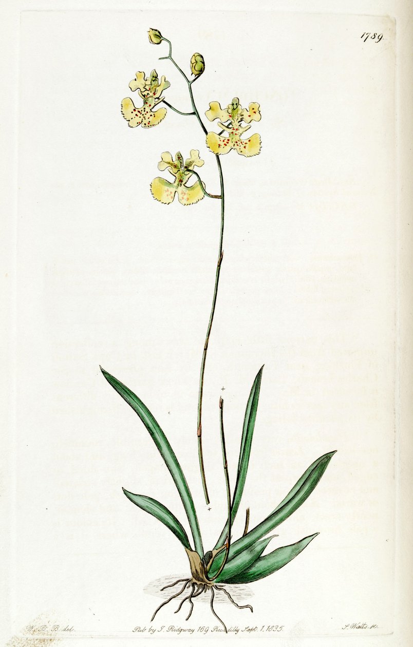 Kramerianum apodion（SYN。Oncidioides Lemonian） 作者 J. 瓦茨