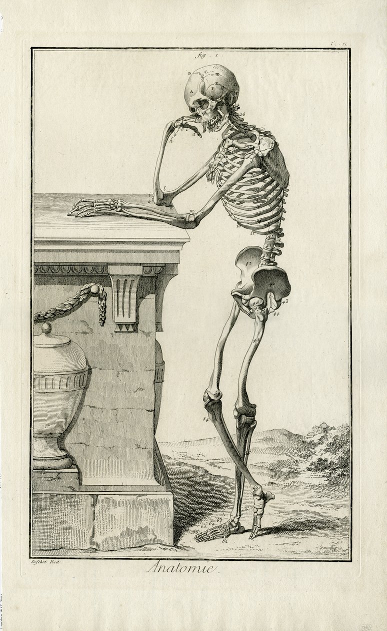Anatomie  - 骨骼的解剖学研究 作者 是的捍卫