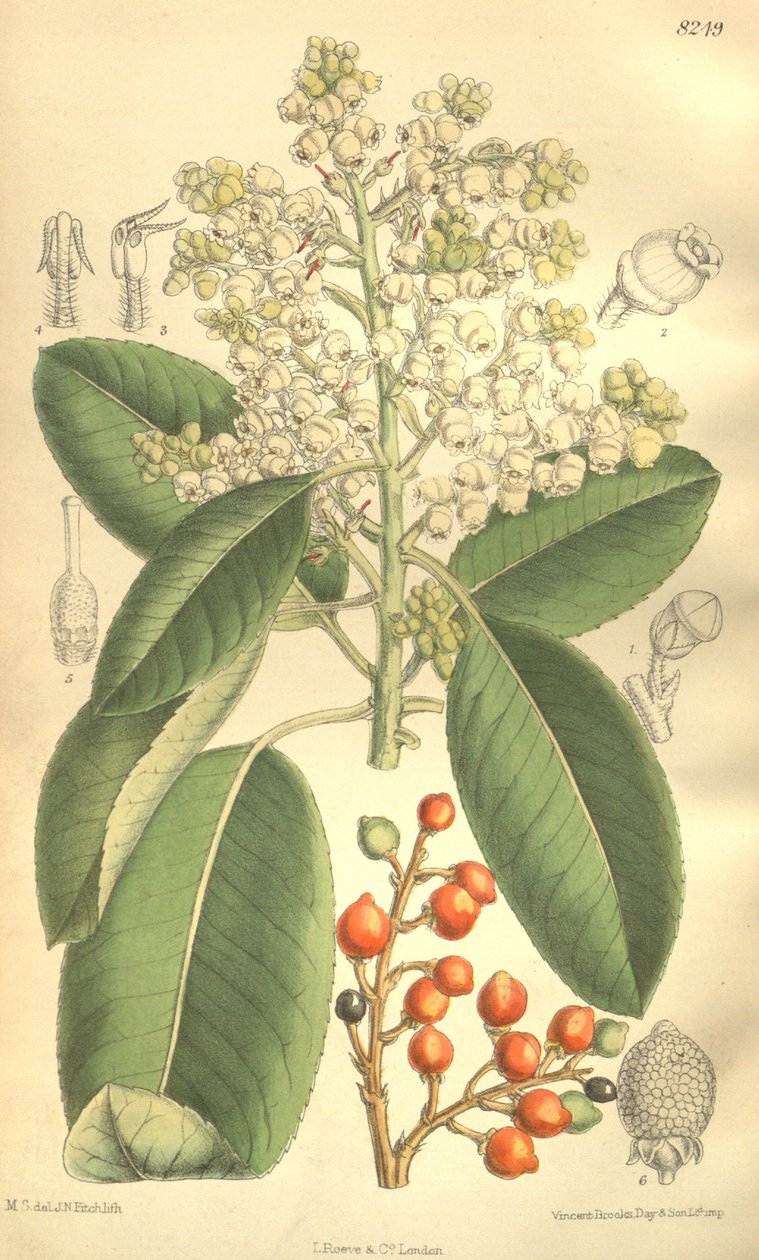 杨梅arzus menziesii 作者 吉恩·菲奇