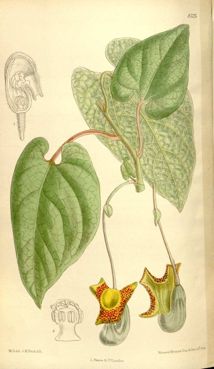 马兜铃（Aristolochia moupinensis） 作者 吉恩·菲奇