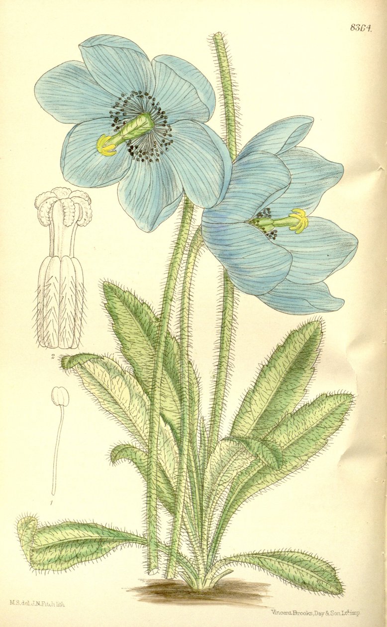 Meconopsis simplicifolia，罂粟科 作者 吉恩·菲奇