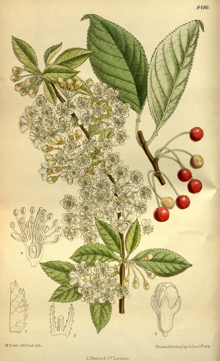Prunus pensylvanica，蔷薇科 作者 吉恩·菲奇