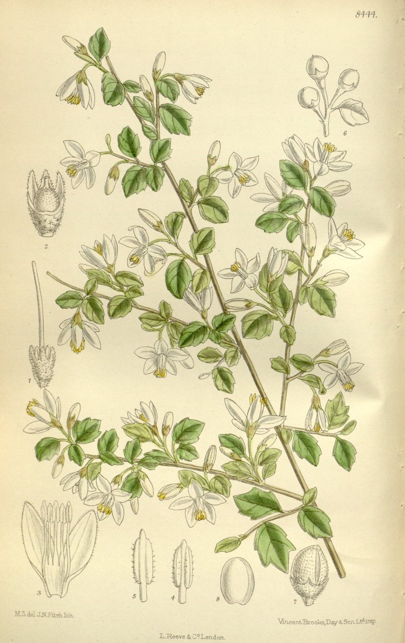 Styrax wilsonii，Styracaceae 作者 吉恩·菲奇