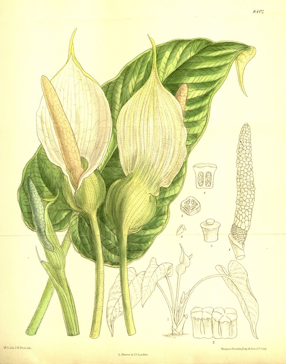 Caladium pubescens，天南星科 作者 吉恩·菲奇