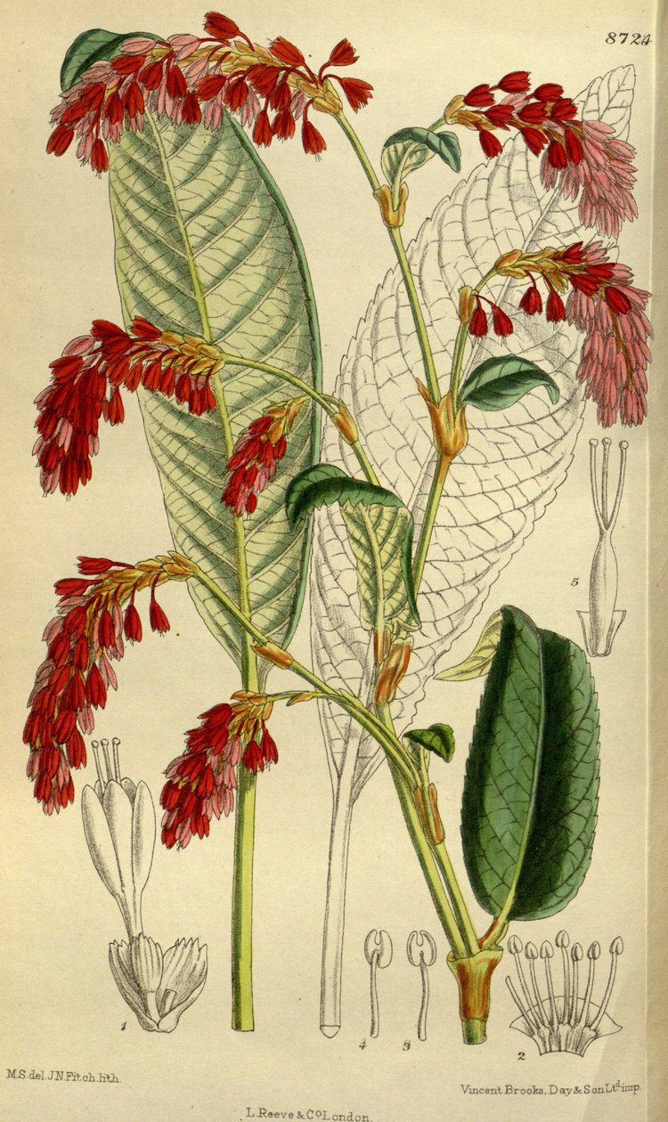 Polygonum griffithii 作者 吉恩·菲奇