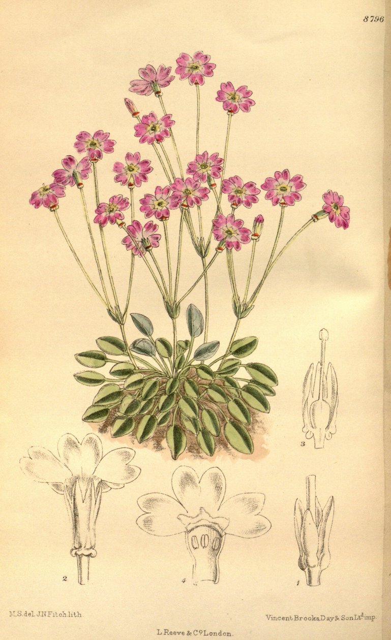 Tibelica菊，报春花科 作者 吉恩·菲奇