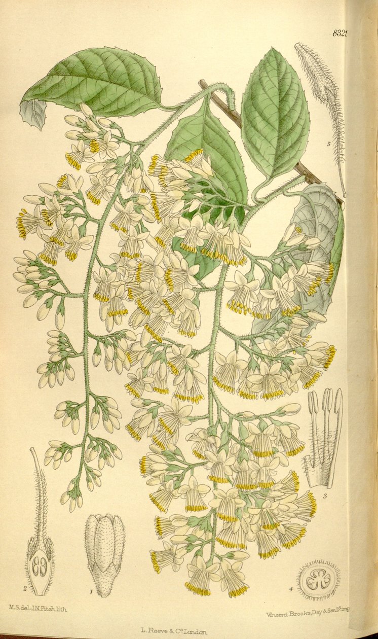 Pterostyrax hispidus，Styracaceae 作者 吉恩·菲奇