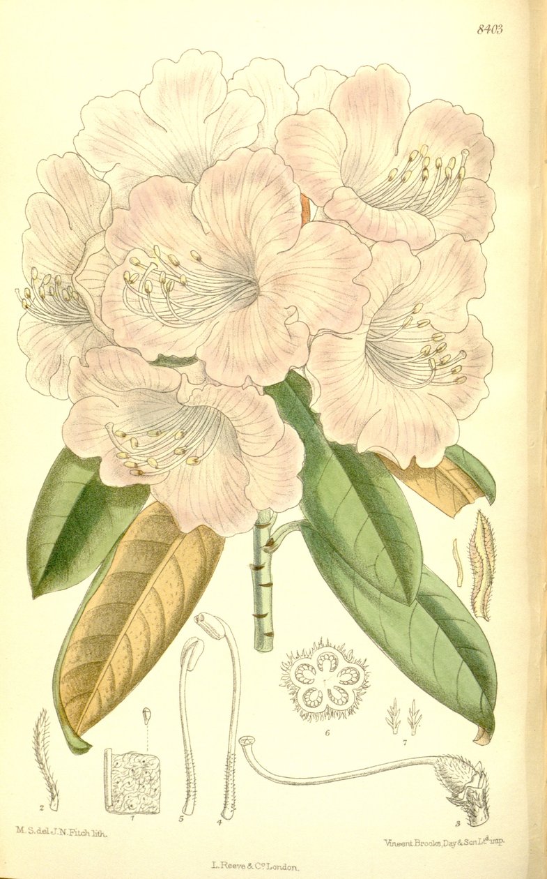 杜鹃花（Rhododendron japonicum） 作者 吉恩·菲奇