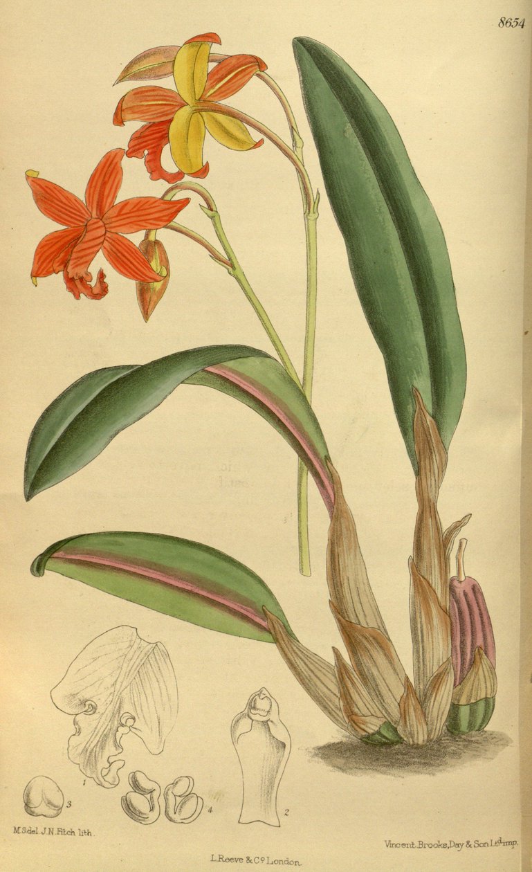 Sophrolaelia psyche，Orchidaceae 作者 吉恩·菲奇