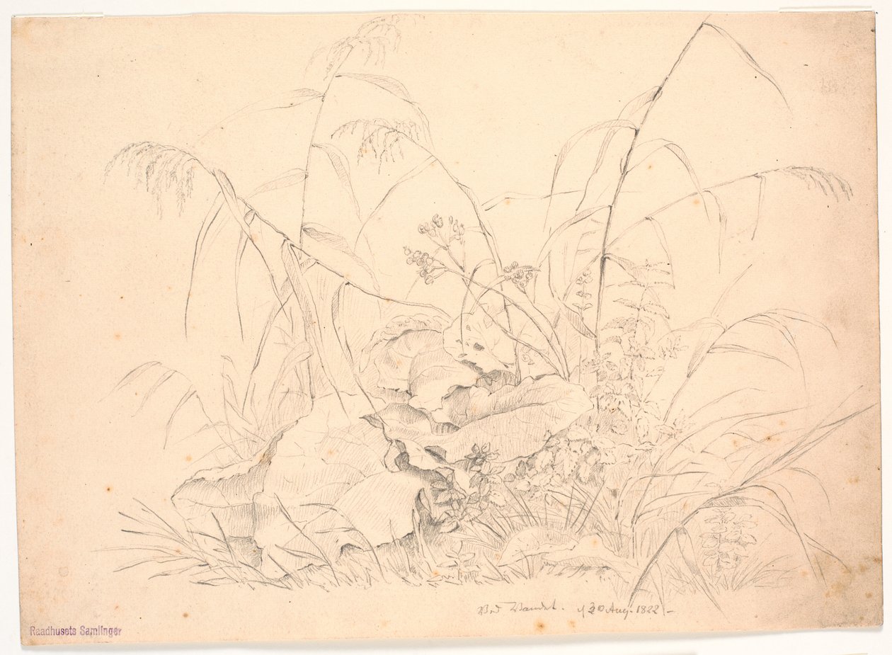 植物工作室。芦苇和牛筋草 作者 JP穆勒