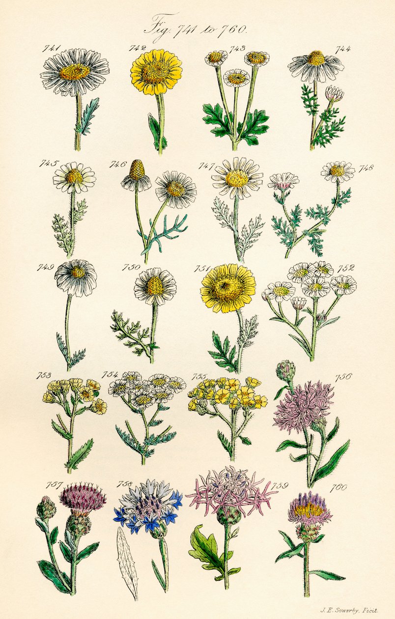 英国野花彩色插图页，源自 J. E. Sowerby 和 C. P. Johnson 的作品 作者 JE 和约翰逊 CP 索尔比