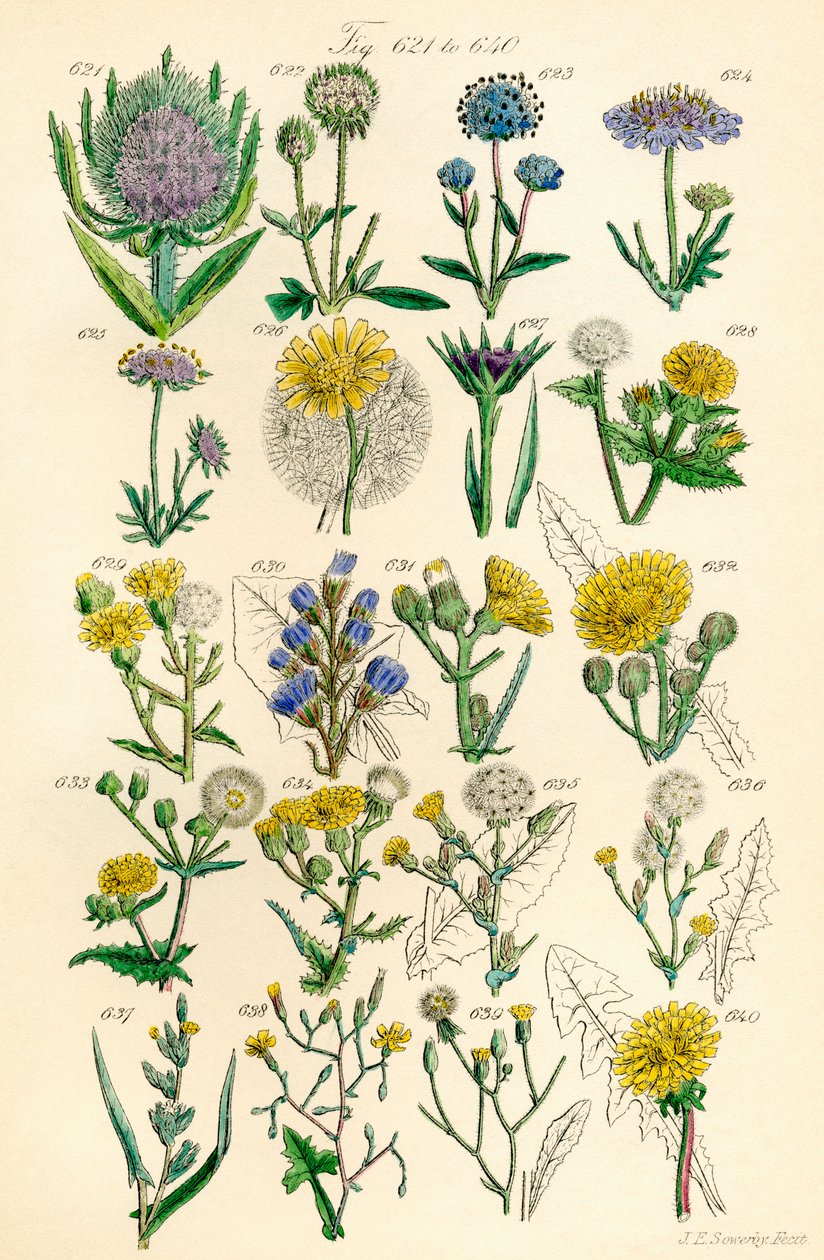 英国野花彩色插图页，源自 J. E. Sowerby 和 C. P. Johnson 的作品 作者 JE 和约翰逊 CP 索尔比