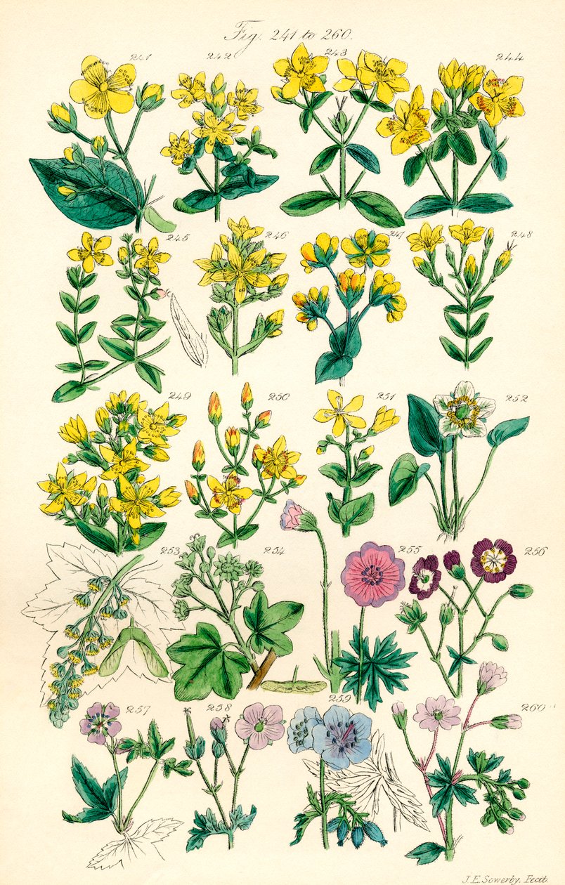 英国野花彩色插图页，源自 J. E. Sowerby 和 C. P. Johnson 的作品 作者 JE 和约翰逊 CP 索尔比