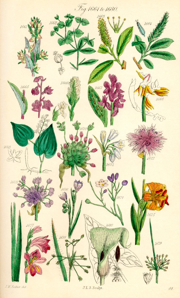 英国野花彩色插图页，源自 J. E. Sowerby 和 C. P. Johnson 的作品 作者 JE 和约翰逊 CP 索尔比