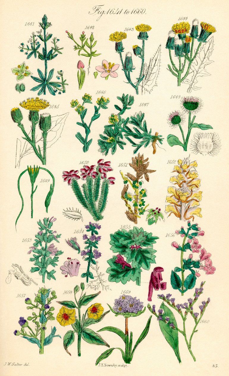 根据 J. E. Sowerby 和 C. P. Johnson 的作品绘制的《英国野花》彩色插图页面 作者 JE 和约翰逊 CP 索尔比