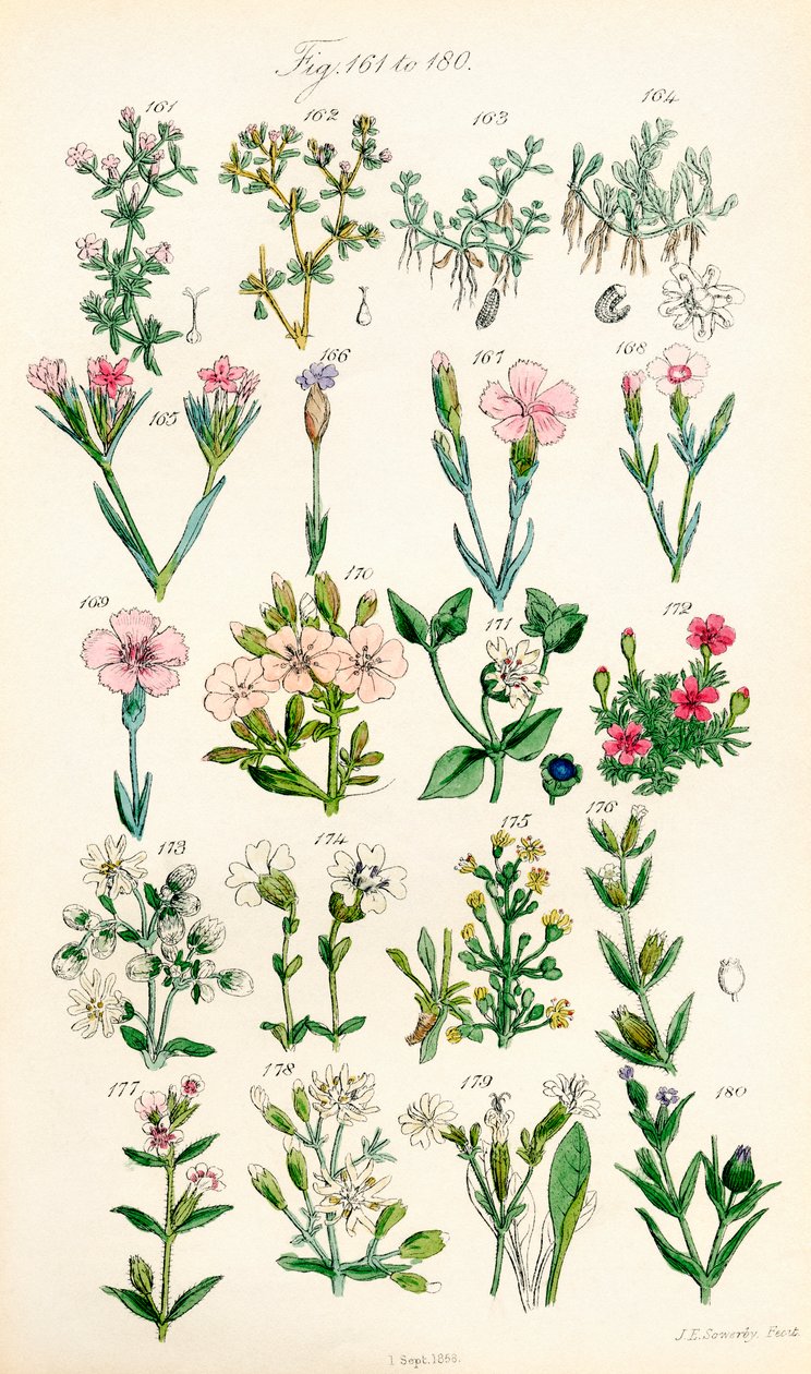 根据 J. E. Sowerby 和 C. P. Johnson 的作品绘制的《英国野花》彩色插图页面 作者 JE 和约翰逊 CP 索尔比