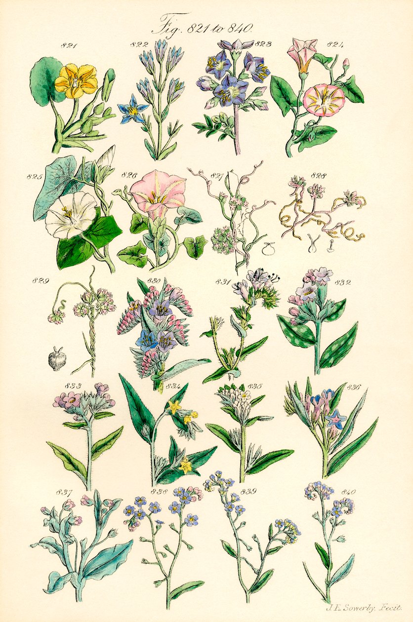 英国野花彩色插图页，源自 J. E. Sowerby 和 C. P. Johnson 的作品 作者 JE 和约翰逊 CP 索尔比