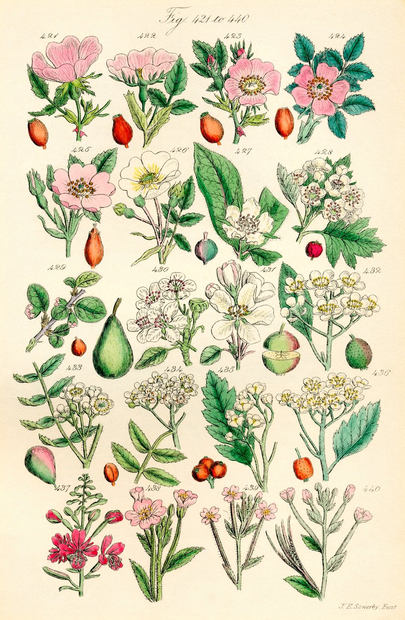 英国野花彩色插图页，源自 J. E. Sowerby 和 C. P. Johnson 的作品 作者 JE 和约翰逊 CP 索尔比