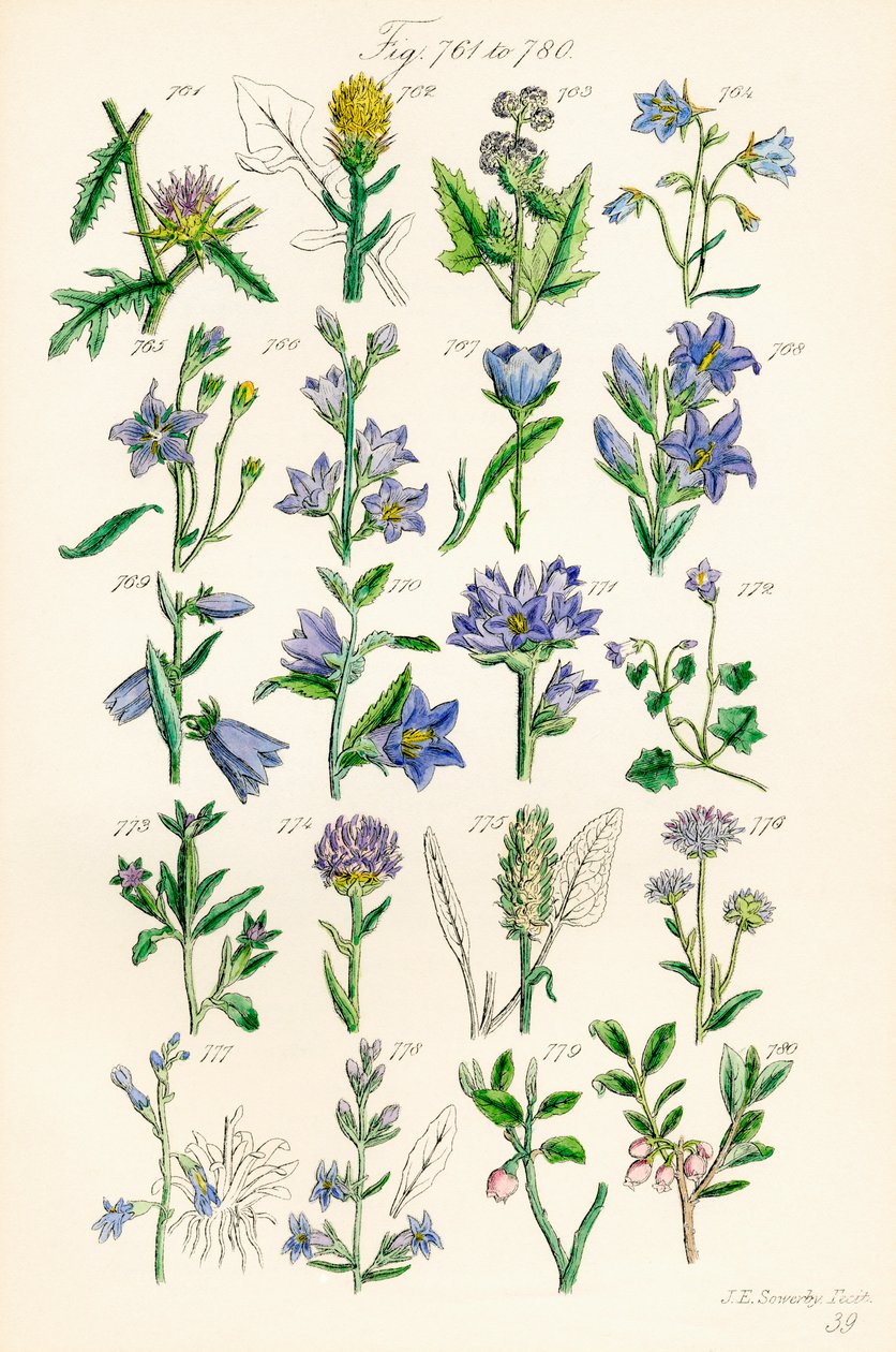 根据 J. E. Sowerby 和 C. P. Johnson 的作品绘制的《英国野花》彩色插图页面 作者 JE 和约翰逊 CP 索尔比