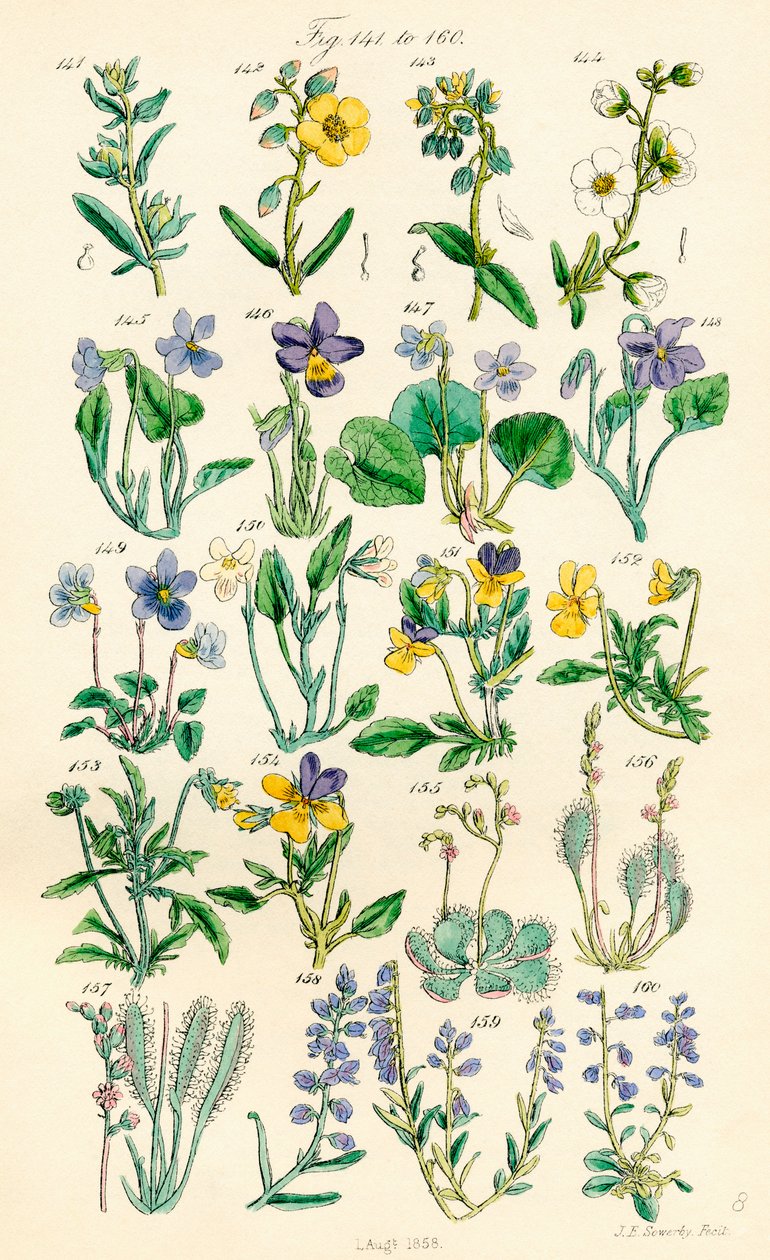 根据 J. E. Sowerby 和 C. P. Johnson 的作品绘制的《英国野花》彩色插图页面 作者 JE 和约翰逊 CP 索尔比