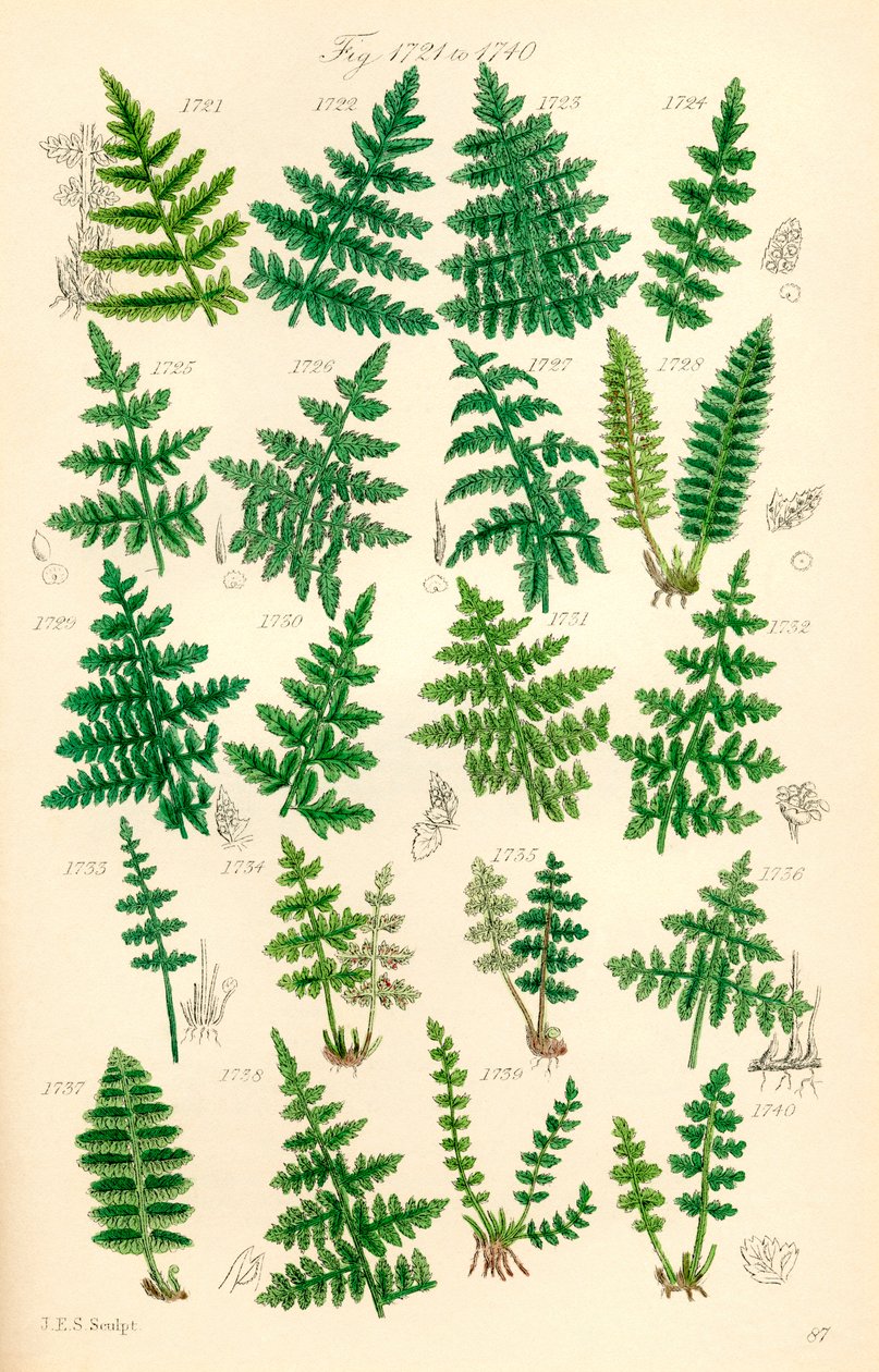 英国野花彩色插图页，源自 J. E. Sowerby 和 C. P. Johnson 的作品 作者 JE 和约翰逊 CP 索尔比