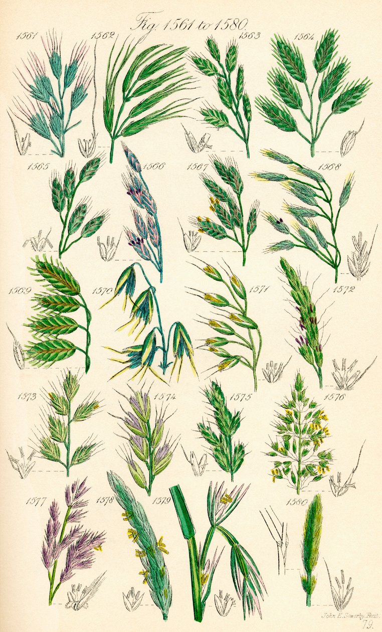 根据 J. E. Sowerby 和 C. P. Johnson 的作品绘制的《英国野花》彩色插图页面 作者 JE 和约翰逊 CP 索尔比