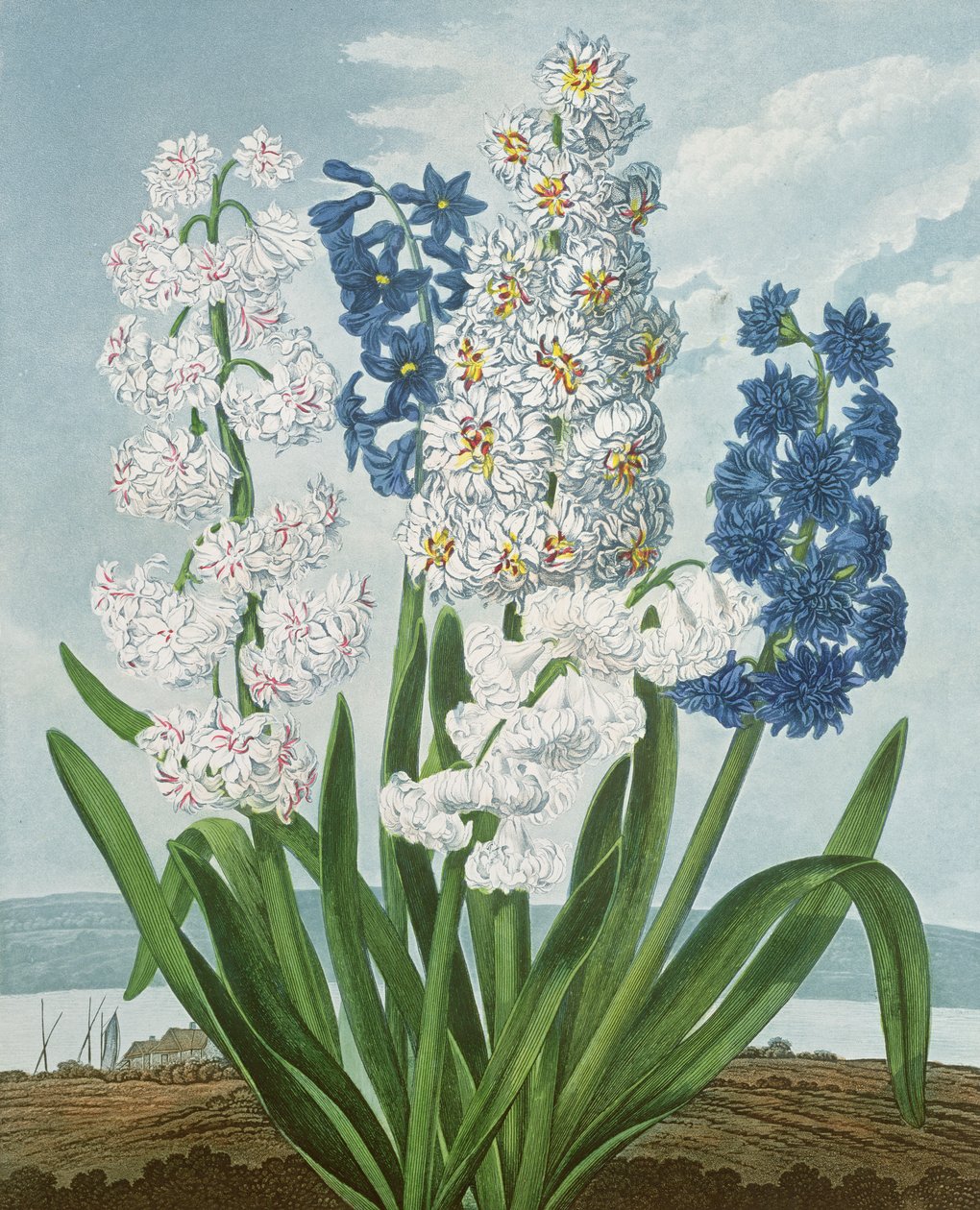 风信子，由华纳雕刻，来自罗伯特桑顿酒吧的“植物神殿”。 1801 作者 爱德华兹