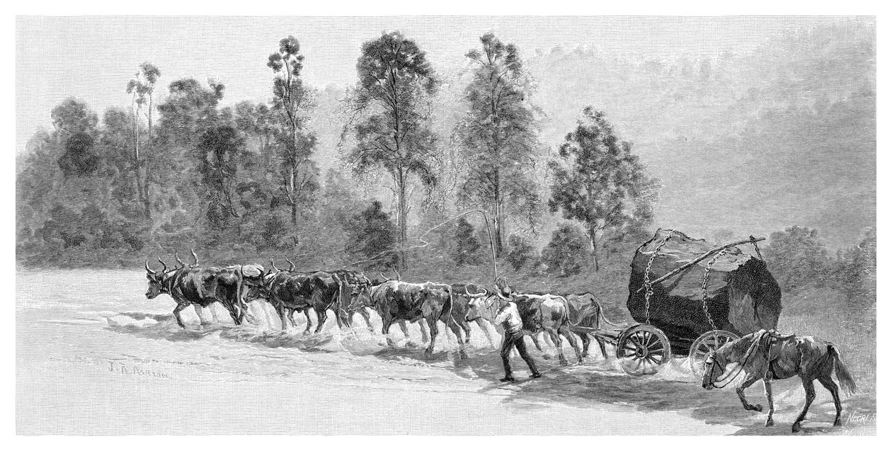 1886年，在澳大利亚新南威尔士州的里士满河上捕雪松。 作者 JR阿什顿